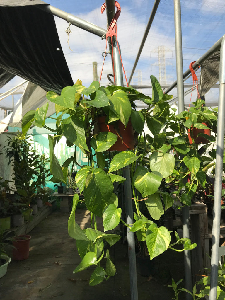 can pothos grow in shade Pothos Golden – Ricardo's Nursery