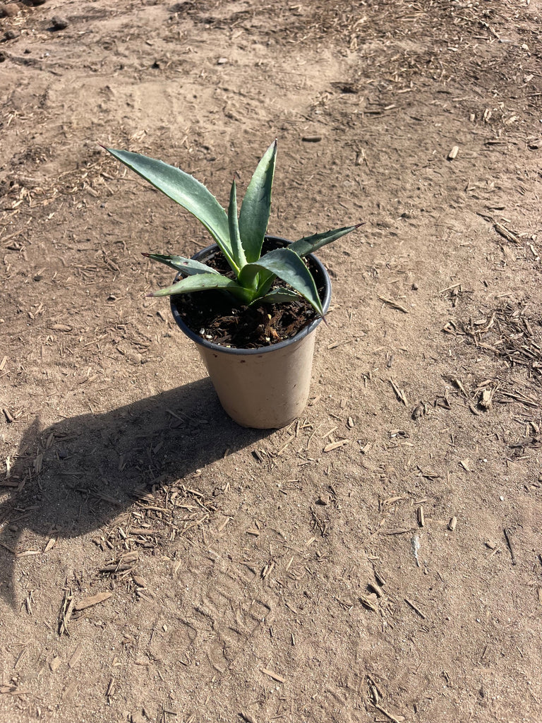 agave tequilana kaufen Agave tequilana (Tequila Agave) – Ricardo's Nursery