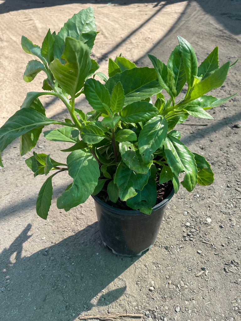 potted spinach plant Longevity Spinach