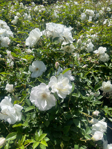 Rosa 'Iceberg' (White Shrub Rose)