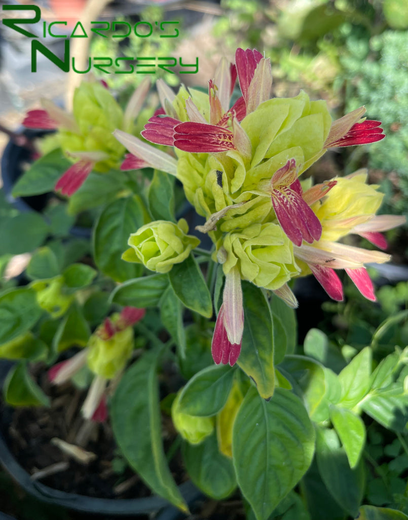 Justicia brandegeana 'Fruit Cocktail' (Fruit Cocktail Shrimp Plant)