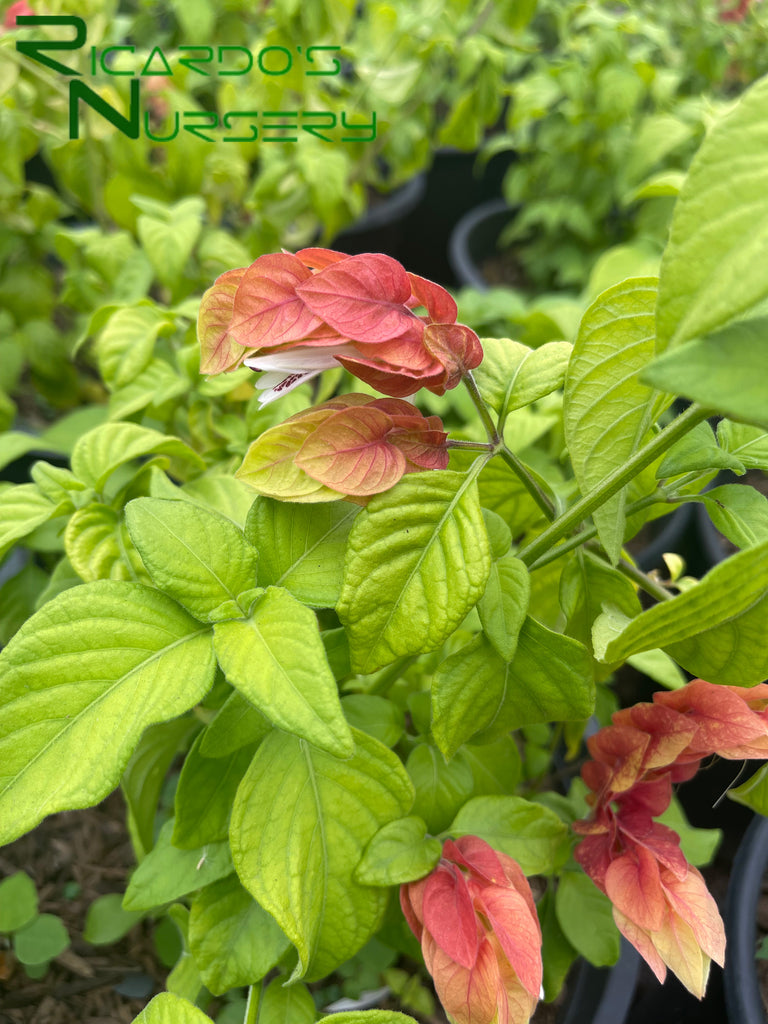 shrimp plant hanging basket Justicia brandegeana (Shrimp Plant)
