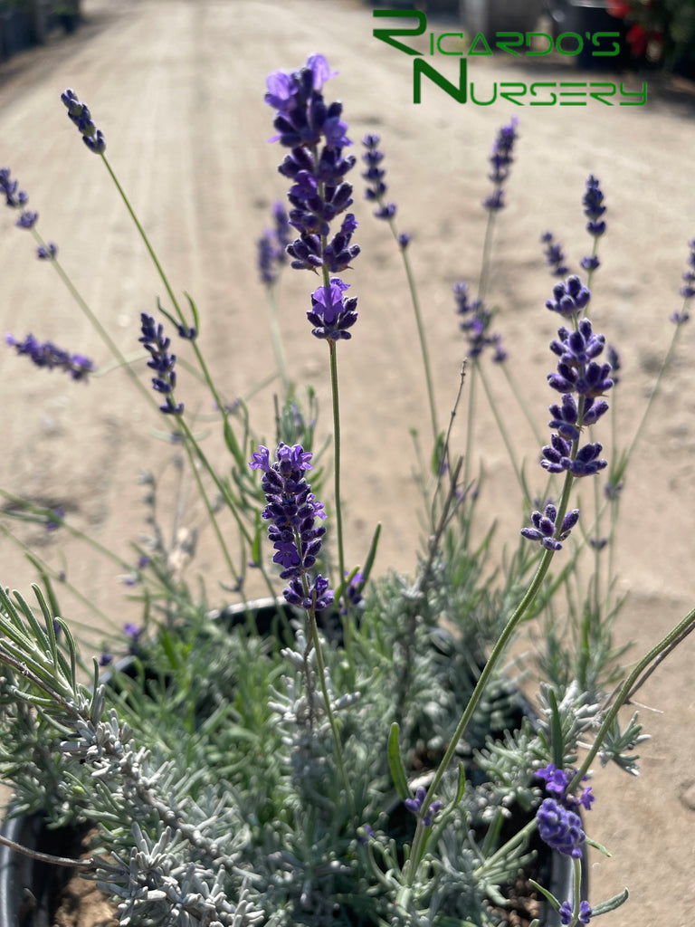 hidcote lavender plants for sale Lavandula angustifolia 'Hidcote Blue' (English Lavender) – Ricardo's Nursery
