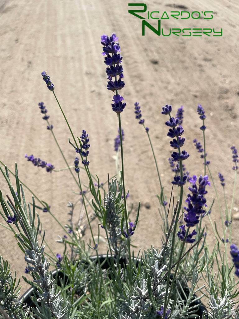 Lavandula angustifolia 'Hidcote Blue' (English Lavender) – Ricardo's Nursery