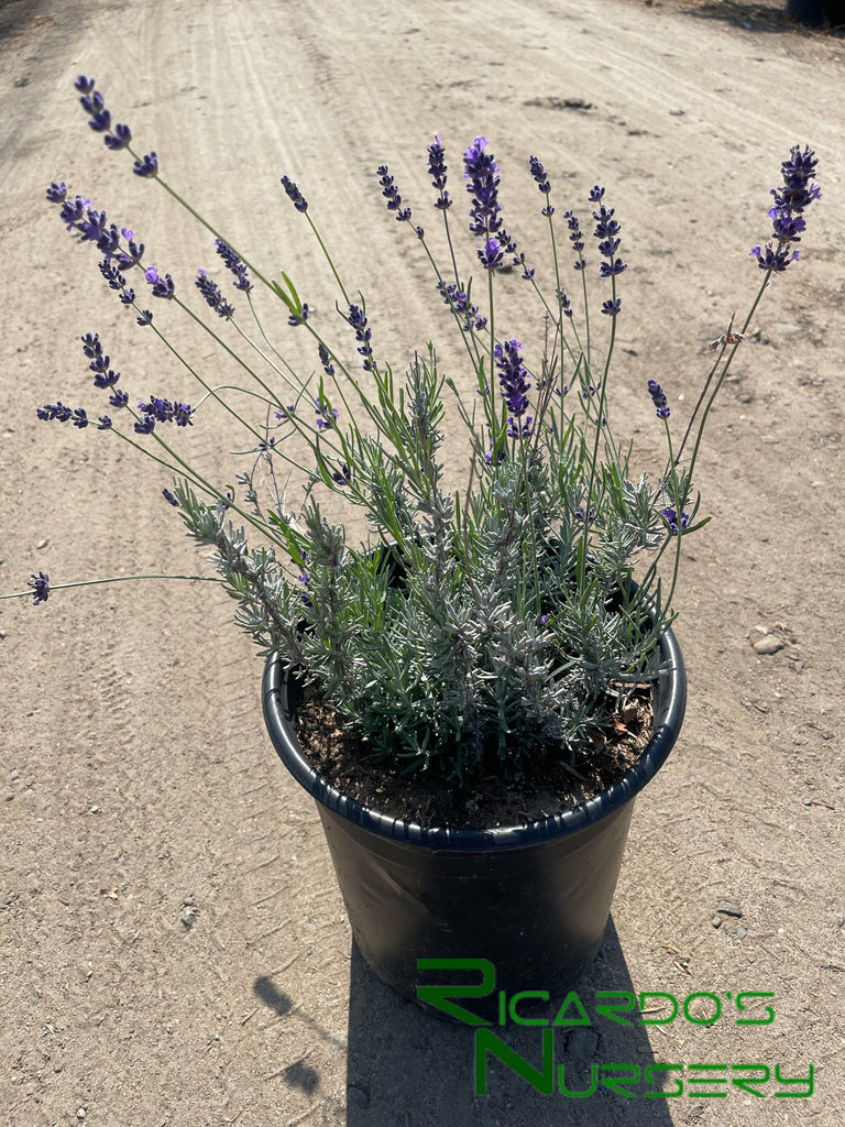 english lavender hidcote plants for sale Lavandula angustifolia 'Hidcote Blue' (English Lavender) – Ricardo's Nursery
