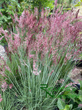 Melinis nerviglumis  (Ruby Grass)