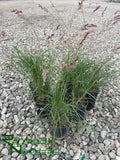 Melinis nerviglumis  (Ruby Grass)
