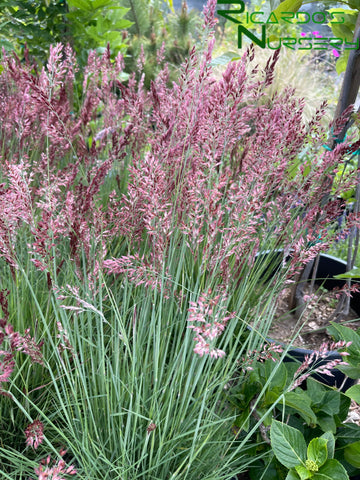 Melinis nerviglumis  (Ruby Grass)
