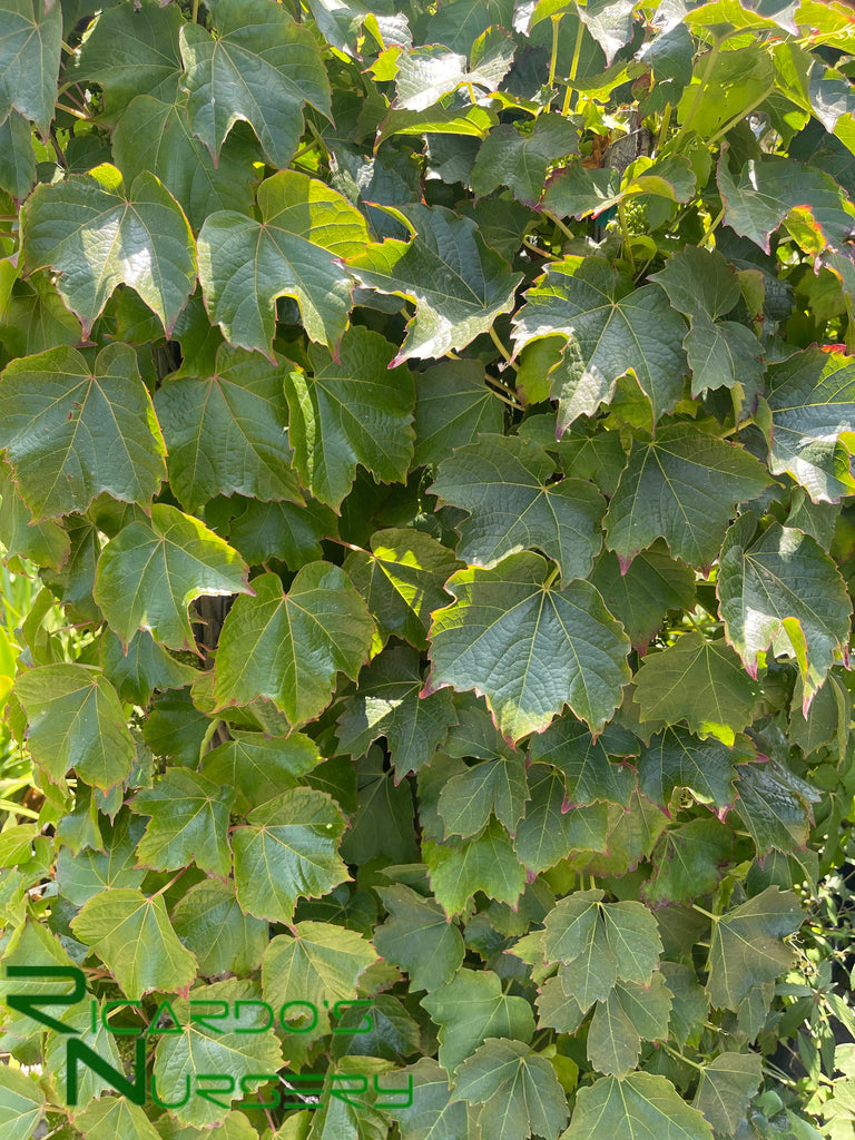 boston ivy indoor plant Parthenocissus tricuspidata (Boston Ivy) – Ricardo's Nursery