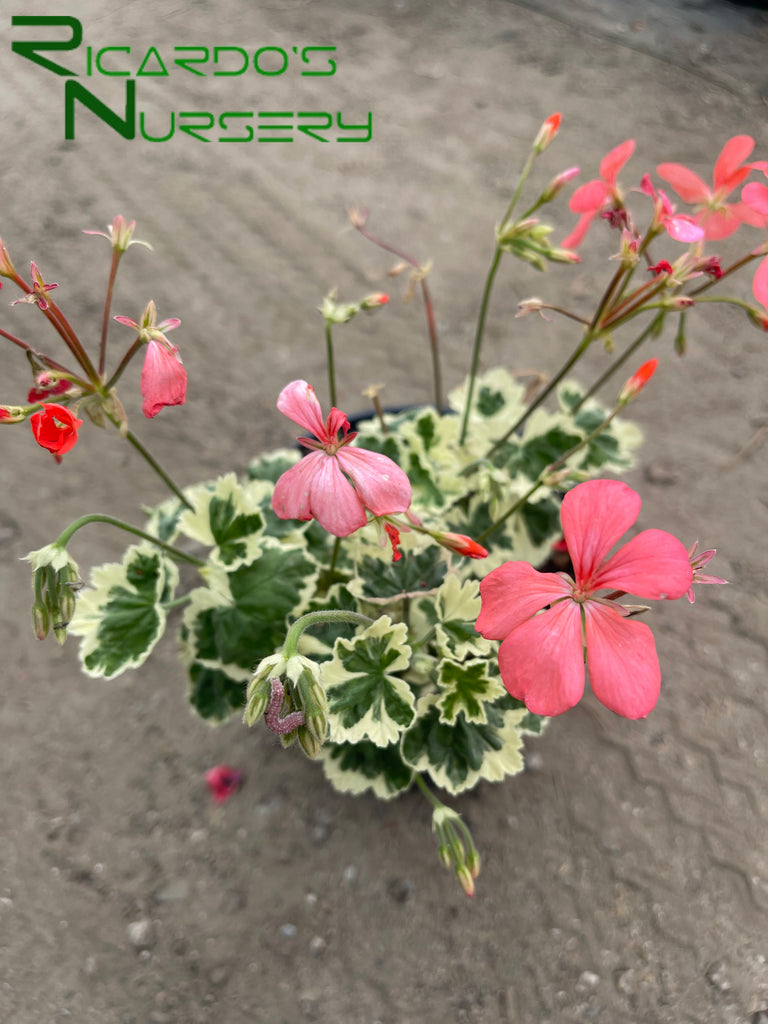 Pelargonium 'Frank Headley' (Frank Headley Geranium)  Ricardo's Nursery