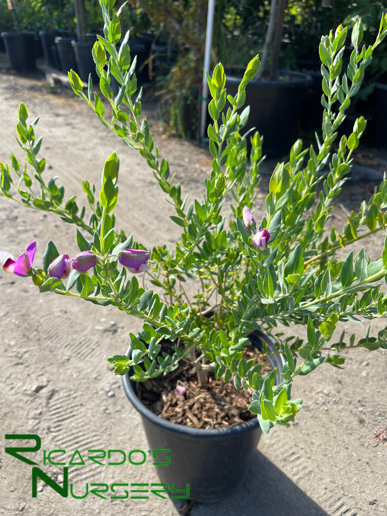 pea house plant Polygala dalmaisiana (Sweet Pea Shrub) – Ricardo's Nursery
