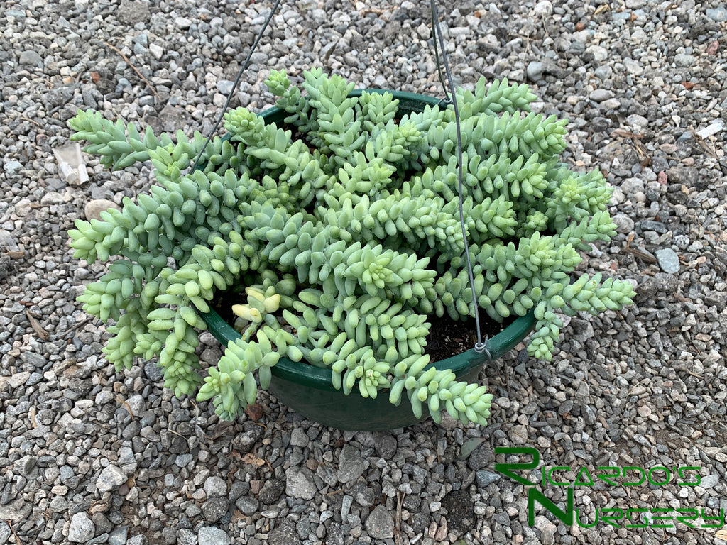 dragon's tail succulent Sedum morganianum (Donkey Tail) – Ricardo's Nursery