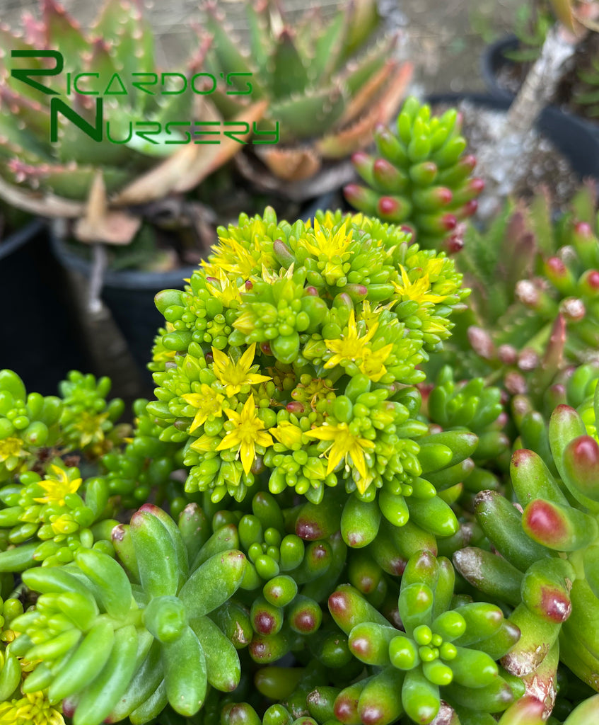 pork and beans succulent care Sedum rubrotinctum (Pork and Beans) – Ricardo's Nursery