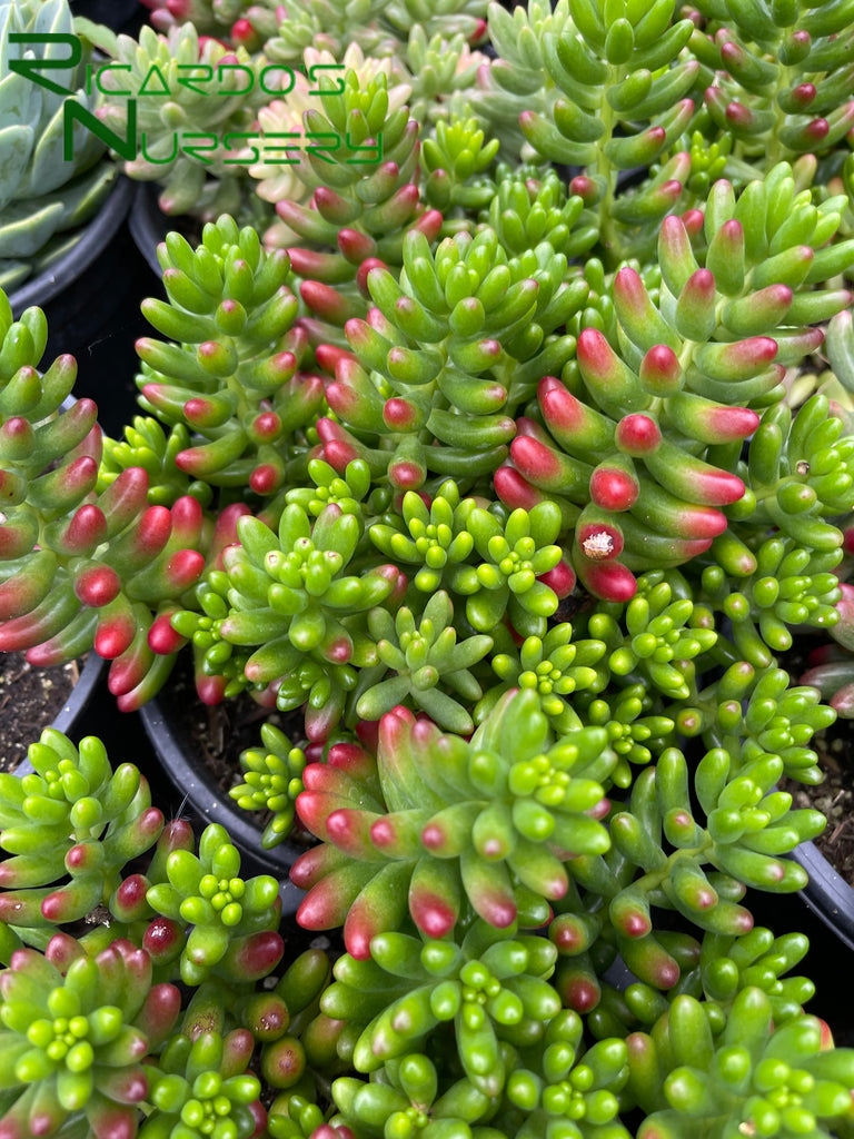 sedum rubrotinctum succulent Sedum rubrotinctum (Pork and Beans)