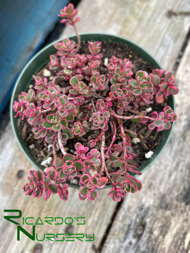 sedum tricolor succulent Sedum spurium 'Tricolor' (Tricolor Stonecrop)