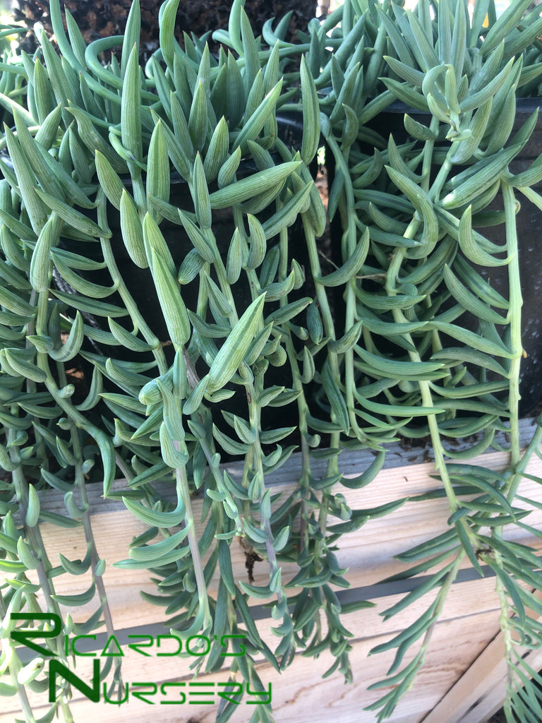 fish hook succulent plant Senecio radicans "String of Fishhooks" – Ricardo's Nursery