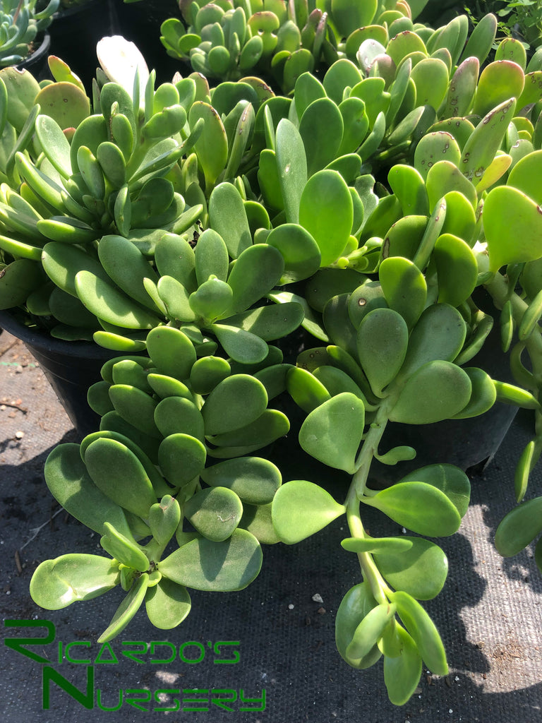 trailing jade plant Senecio jacobsenii (Trailing Jade)