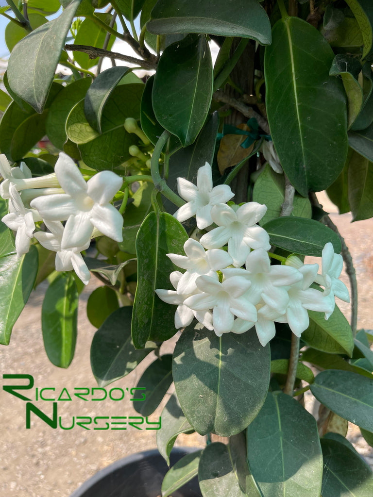 madagascar jasmine hanging plant Stephanotis floribunda (Madagascar Jasmine)