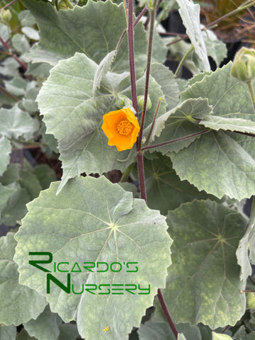 Abutilon palmeri (Indian Mallow)