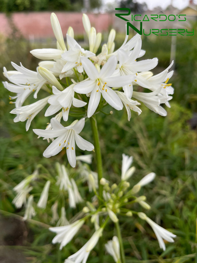 african white lily Agapanthus africanus 'Albus' (White Lily of the Nile)