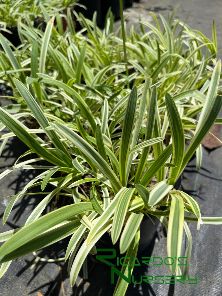 Agapanthus Pacific Sunset – Ricardo's Nursery