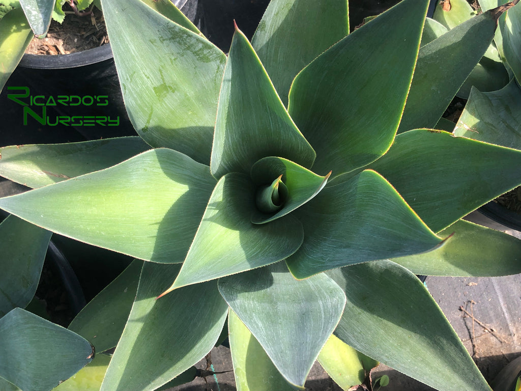 Agave 'Blue Flame' – Ricardo's Nursery