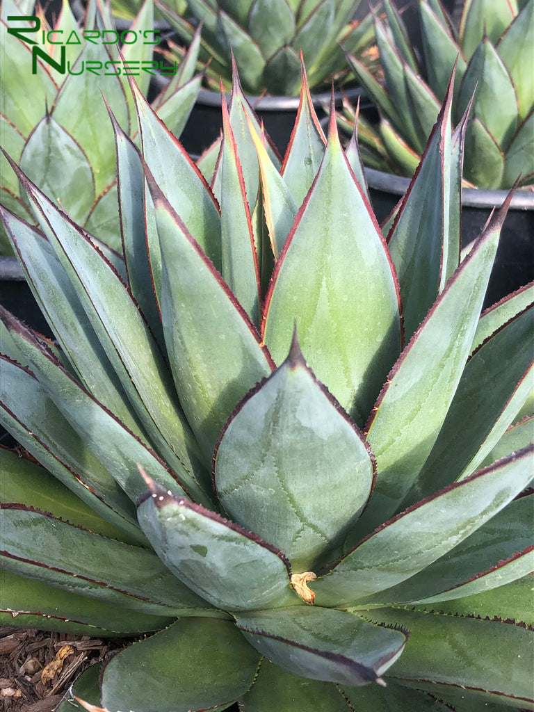 Agave Blue Glow