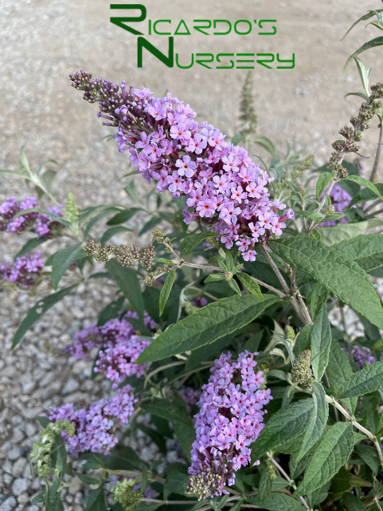 lavender butterfly plant Buddleia Lavender (Compact Butterfly Bush) – Ricardo's Nursery