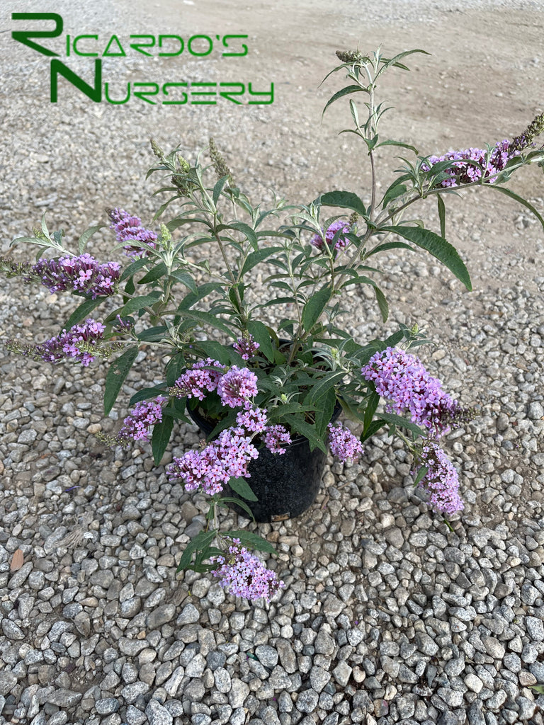 lavender butterfly plant Buddleia Lavender (Compact Butterfly Bush) – Ricardo's Nursery