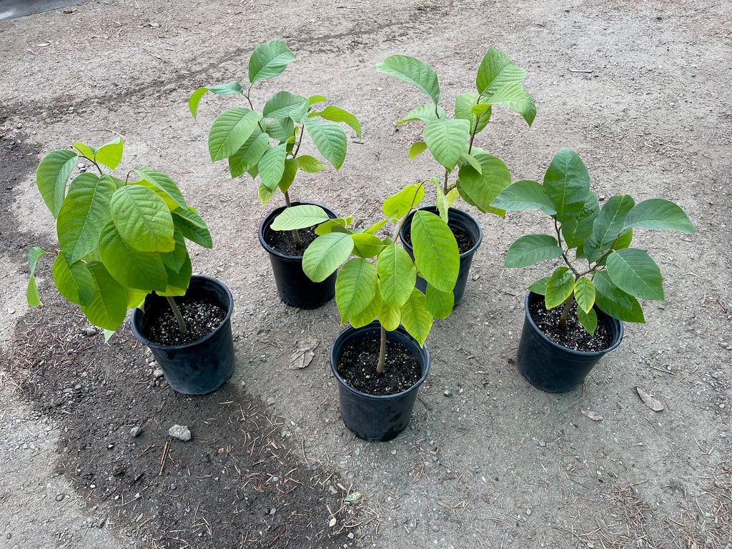 cherimoya plant in pot Cherimoya (Seedling)