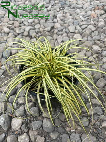 Carex oshimensis 'Evergold' (Variegated Japanese Sedge)