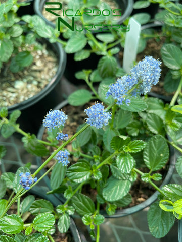 Ceanothus griseus var. horizontalis 'Yankee Point'  (Yankee Point Carmel Creeper)