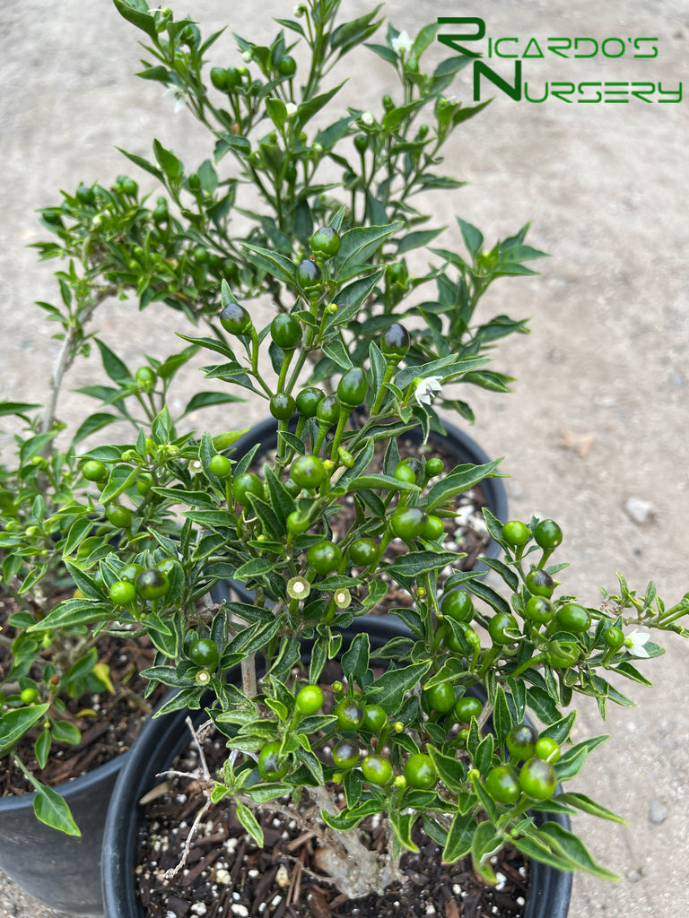 potted chilli plants for sale Chiltepin Chili Pepper – Ricardo's Nursery