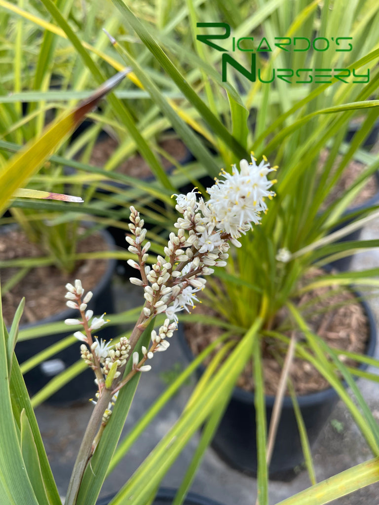 Cordyline australis (Green Cabbage Tree) – Ricardo's Nursery