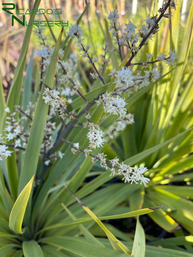 cabbage tree house plant Cordyline australis (Green Cabbage Tree) – Ricardo's Nursery