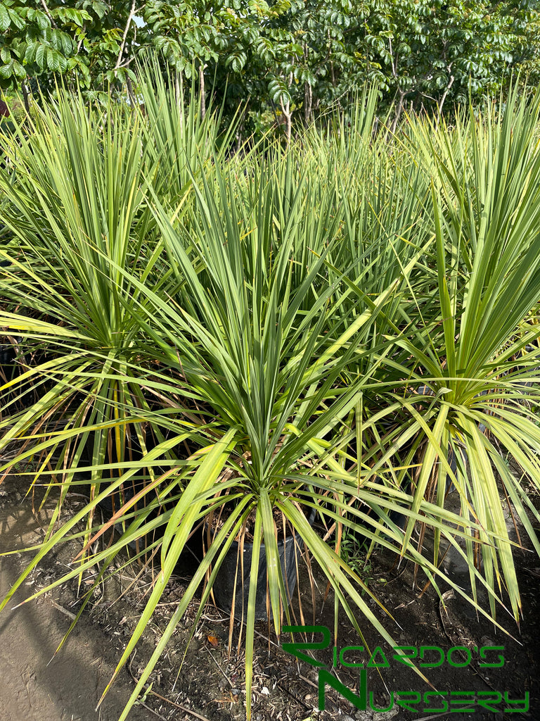 cabbage tree indoor plant Cordyline australis (Green Cabbage Tree)