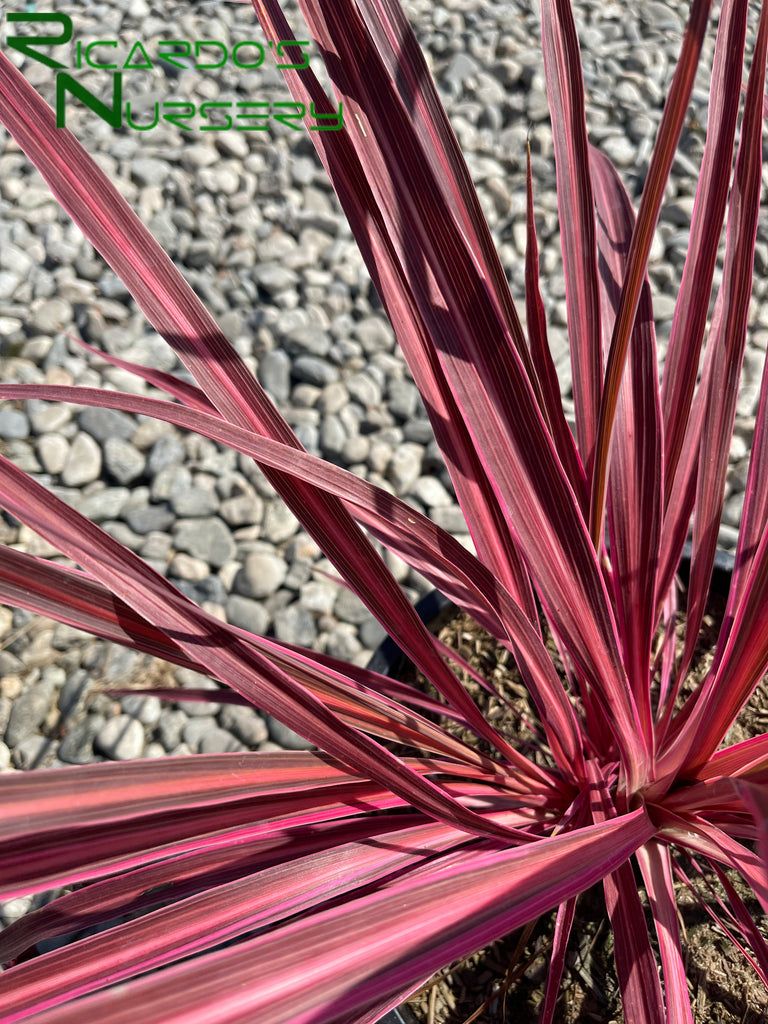 electric pink dracaena Cordyline Electric Pink