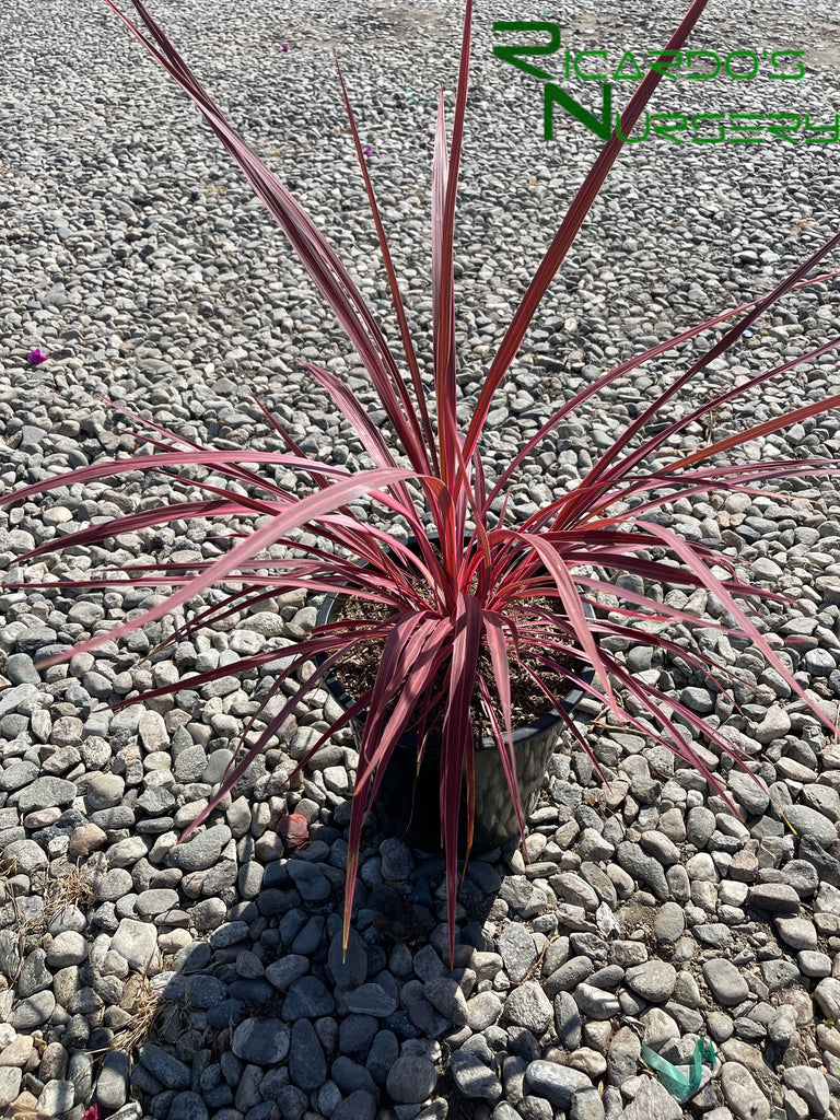 electric pink dracaena Cordyline Electric Pink