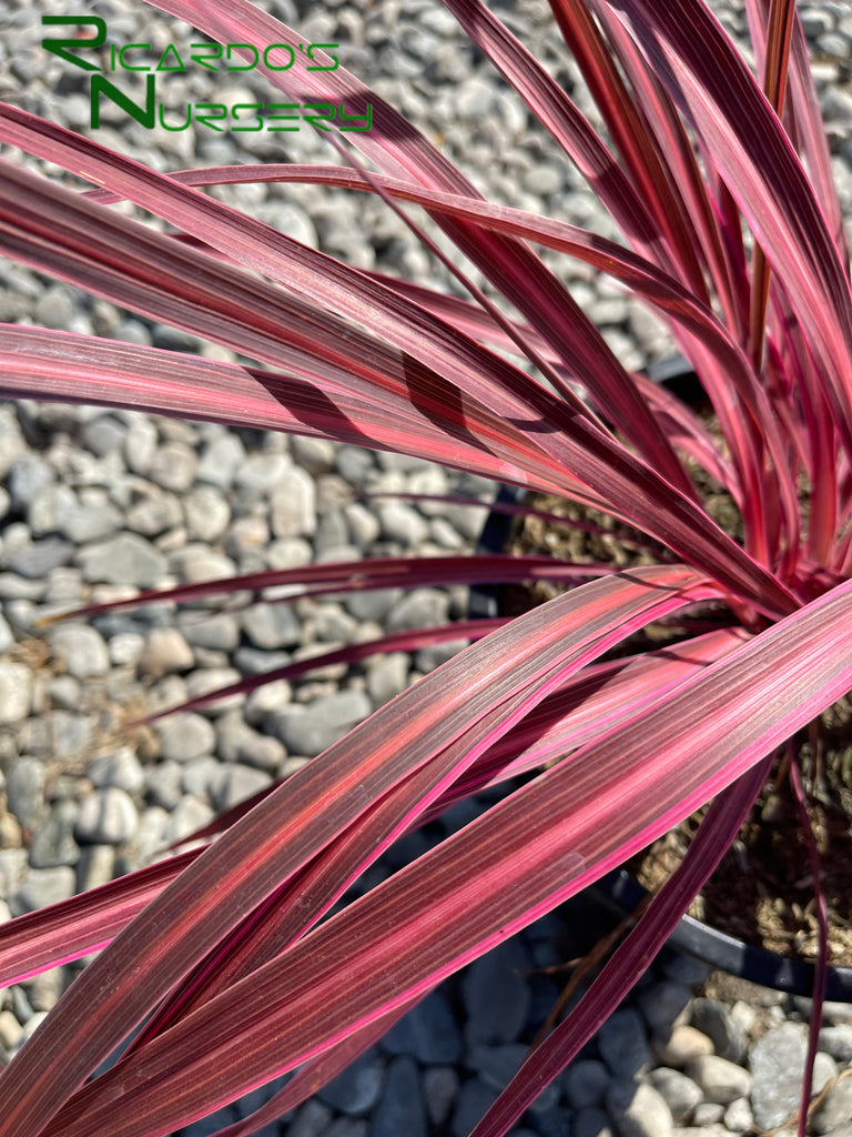 Cordyline Electric Pink