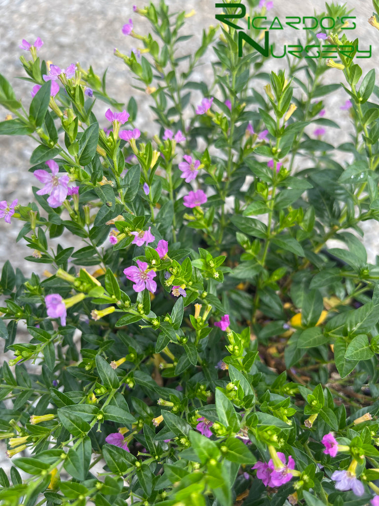 cuphea plant indoor Cuphea hyssopifolia (Mexican False Heather) – Ricardo's Nursery