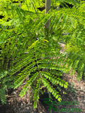 Delonix regia (Royal Poinciana/Tabachin)