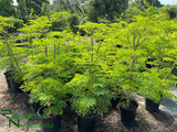 Delonix regia (Royal Poinciana/Tabachin)