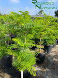 Delonix regia (Royal Poinciana/Tabachin)