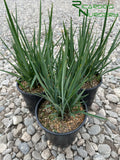 Dianella revoluta Little Rev (Little Rev Flax Lily)
