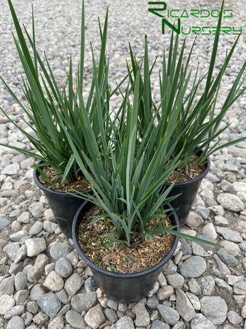 Dianella revoluta Little Rev (Little Rev Flax Lily)