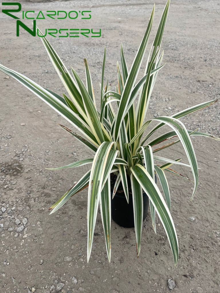 Dianella tasmanica 'Variegata' (Variegated Flax Lily)