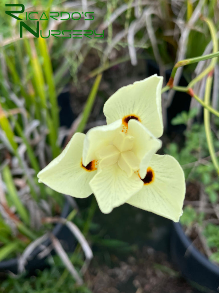 fortnight lily flower Dietes bicolor (Fortnight Lily)