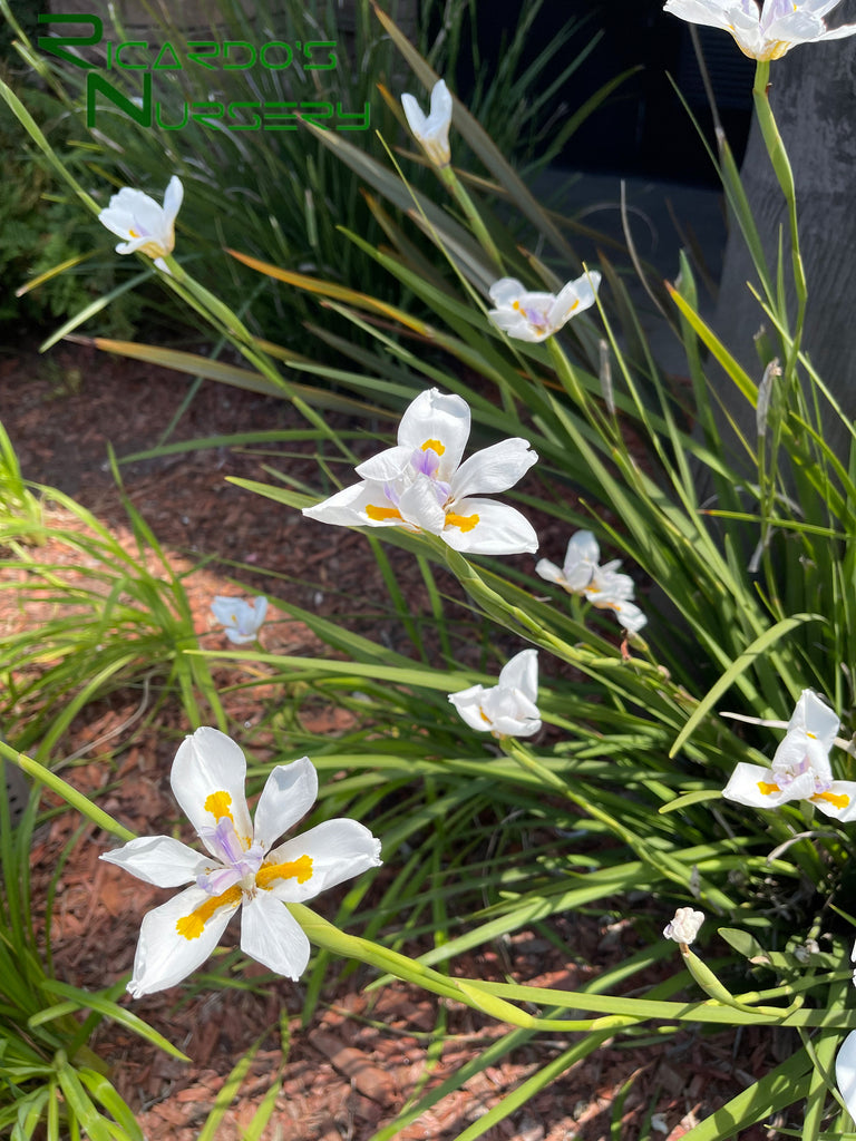 white fortnight lily Dietes iridioides (White Fortnight Lily)