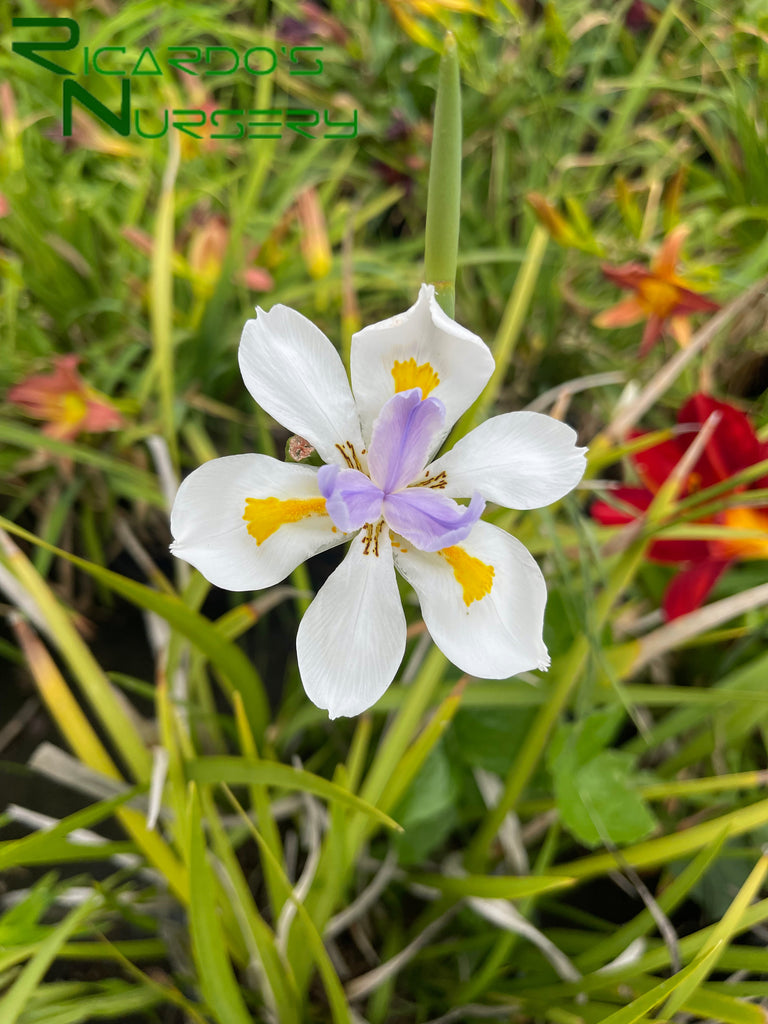 white iris lily Dietes iridioides (White Fortnight Lily)