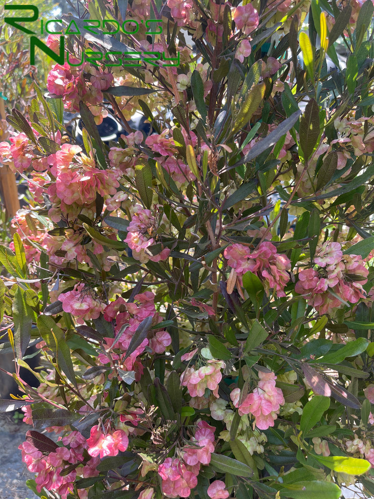 hop seed plants Dodonaea viscosa 'Purpurea' (Purple Hopseed Bush)